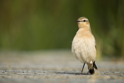 Deze kwam heel gewillig poseren voor de lens. Tijdens een wandeling over het aangelegde knuppelpad vloog hij enkele keren verder om telkens opnieuw op het pad te landen. Na 3 keer bleef ik stil staan om het beestje even te observeren. Hij bleef heel rustig zitten. Na de tele uit de rugzak te nemen en plat op mijn buik op het pad te gaan liggen kwam hij (=zij) zelfs nog enkele sprongetjes naar me toe.