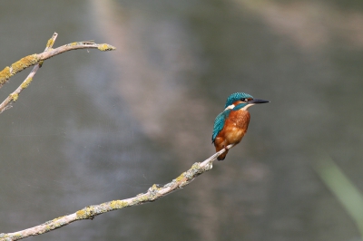 Gemaakt vanuit de hut in de lepelaarsplassen,waar de ijsvogel op die dag uitgebreid op diverse takjes even wilde poseren.