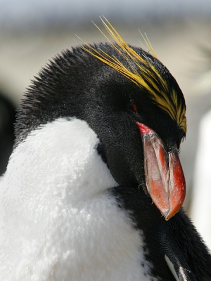 Een van de minder algemane pinguinsoorten. De vijfde van de zes soorten die ik hier heb gezien: 
En..... een van de hoofdrolspelers in Happy Feet.

Jack
http://www.dwaalgast.nl
