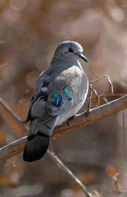 Lange tijd was ik in de veronderstelling dat ik de Blue-spotted Wood-dove (staalvlekduif) had gefotografeerd. Deze is vrij zeldzaam. Tot twee Z-Afrikaanse biologen mij mailden dat het de Emerald-spotted Wood-dove was. Deze komt veel algemener voor. Zelf heb ik nog steeds twijfels. De literatuur hierover heeft me nog niet overtuigd. Misschien is er bij Birdpix een echte kenner in huis.
