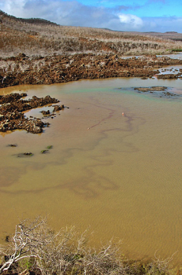 Flamingo's trekken sporen op de bodem van de lagune van Isla Floreana.
