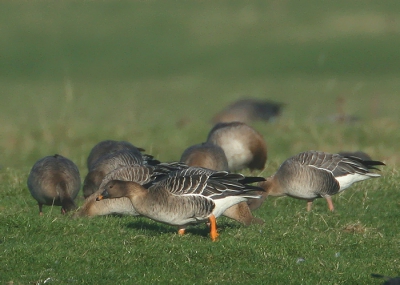 Tussen een paar duizend Kleine Rieten dook plots een Toendrarietgans op die zich nogal "bazig" een weg zocht tussen de Kleine Rietganzen. 
Hier in de regio wordt de Toendrarietgans "rossicus" maar weinig meer waargenomen

Canon 30D EF500mm F4 IS Tv 1/1000 Av 8.0 ExC-2/3 ISO200 op statief