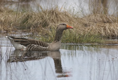 Nog een Grauwe Gans van afgelopen voorjaar. De foto is op een zonnige ochtend gemaakt in het Haaksbergerveen.