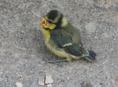 Van welke soort is dit jong ? Zat op de grond bij de Willibaldsburg, Eichstaett (D), op een heuvel. Nest mogelijk in de kasteelmuur. Ouders niet te zien.