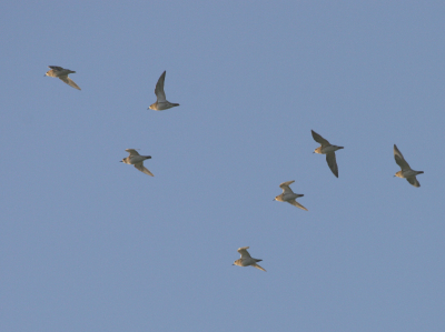 op een weiland zaten erg veel kieviten .
maar daar zaten ook goudplevieren tussen .
de vogels vlogen regelmatig op .
de goudplevieren bleven dan wel vaak in een groep apart vliegen .

gr ad .