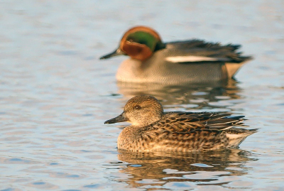 iso 400  f8   1/320  crop.