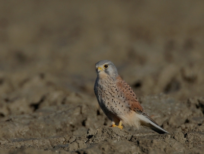 Een alert mannetje Torenvalk had net zijn "muizenbrunch" verorberd toen ik kwam aanrijden.
Treffend hoe hij n oogt met de omgeploegde akker waardoor ik hem maar heel laat opmerkte

Canon 30D EF500mm F4 IS TC1.4 Tv 1/1000 Av 5.6 ISO200 op rijstzak op deur van wagen