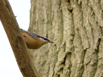 Het heeft ruim een week geduurd voordat mijn voerplekje "ontdekt" werd door de vogels. Nu is het een komen en gaan van vele soorten. Ook de boomklever is een vaste bezoeker.