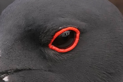 Het oog van deze zwaluwstaartmeeuw weerspiegelt een aantal reisgenoten. Dit soort foto's zijn denk ik alleen maar mogelijk op de Galpagos eilanden waar vrijwel alle dieren geen enkele vorm van angst kennen voor mensen. 
Foto is wel vors gecropt (uitsnede van 800x533 uit originele foto).