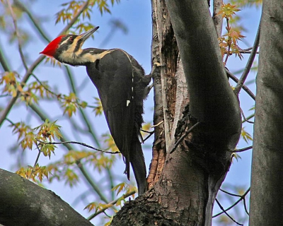 This is the largest woodpecker in the United States, and is rearly seem unless in the woods.  This one a female landed in my yard for only about 15 seconds, just once.