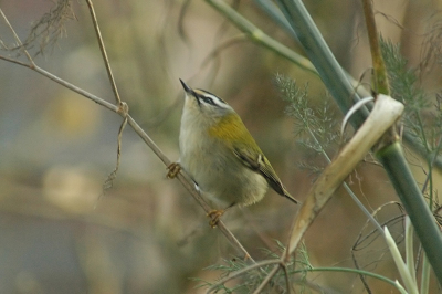 Deze komt regelmatig bij mij in de tuin fourageren