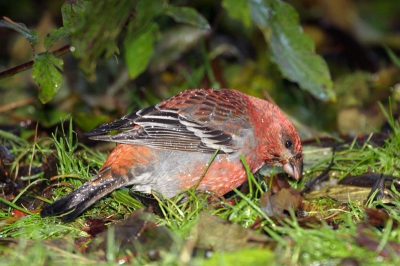 Alhoewel mi. bij lange na niet mijn mooiste foto (ik zet deze er binnenkort op), is dit volgens mij een van de weinige foto's waarop de hele kleurschakering van de vogel goed en scherp zichtbaar is (let bv. op de oranje stuit). Het had net geregend, vandaar de druppels op de vogel. 
Ik ben er twee keer geweest, heb nog steeds een enorme "Haakbek"-kick. Met als toetje de Ross Meeuw vanochtend is dit met recht een top-week !