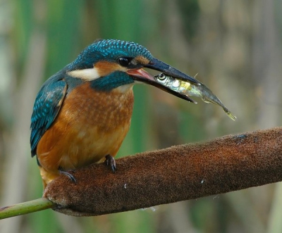 I actually felt sorry for the fish . Why do they always look un happy ?!Waited 5 hours for this picture.