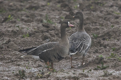 Regen en modder ....