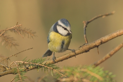 Het was redelijk mooi weer dus druk in het bos. De schuwe soorten bleven achterwege maar de kool- en pimelmeesjes waren weer volop aanwezig.