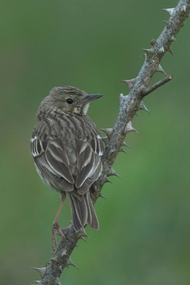 Nikon 200-400VR + D200