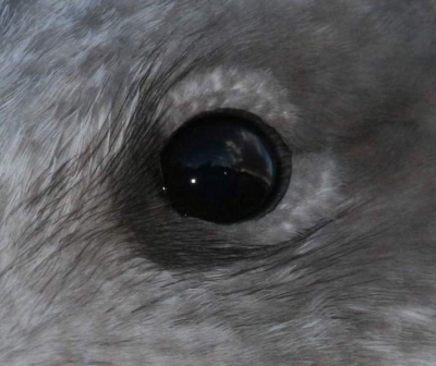 Oog van zeemeeuw, zittend op paal in Terschellinger haven. Thuisgekomen ontdekte ik dat bij vergroting van het oog de wolken erin weerspiegeld werden.