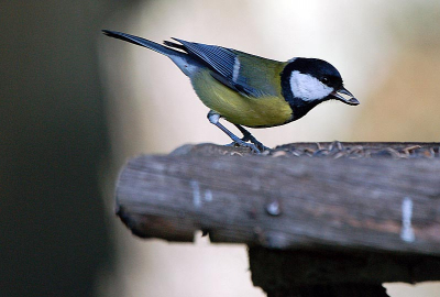 Een paar dagen er tussenuit geweest naar een klein plaatsje in Frankrijk. Lekker Foto's maken van al het moois wat daar rondvliegt.