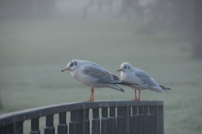 Foto van ochtend gemaakt , alhoewel het zonnetje moeite deed om door te breken , is het de hele dag verder grijs gebleven . Dus van lekker zonnen op de brug was geen sprake .