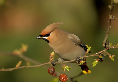 Deze pestvogel heb ik al een keer geplaatst, maar nu na meer ervaring met fotobewerking vind ik hem vele male mooier!!! ik ben benieuwd wat jullie ervan vinden, wat er nog beter kan en wat juist goed is. (het is te hopen dat ze weer snel verschijnen) gr erik