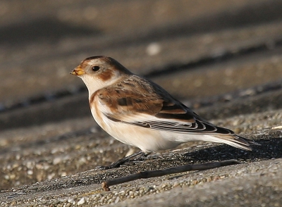 de sneeuwgors was maar in een groepje van 3 vogels .
maar het is een schuw vogeltje .
vanuit de auto valt het ook niet mee als het erg hard waait .

gr ad .