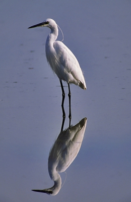 <i class='fa fa-user'></i> Peter van Rij | Kleine Zilverreiger  <i class='fa fa-eye'> 368</i>  <i class='fa fa-thumbs-up'> 2</i>   <i class='fa fa-comment-o'> 1</i>