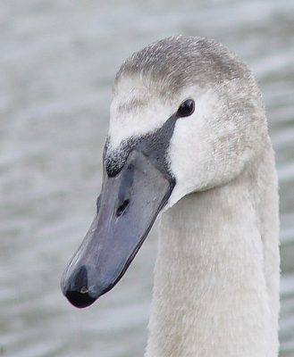 mijn eerste foto op birdpix