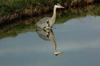 Eindelijk is het me gelukt om een reiger te fotograferen met een perfect spiegelbeeld.