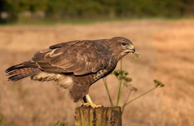 Taken at a feeding area with staked out rabbit.