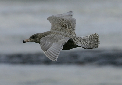 Het was een mooie en gezellige zeetrekdag bij Katwijk (veel vogels & vogelaars). We hadden 3 Grote Burgemeesters.
1 die er al drie jaar zit en 2 eerste kj