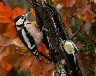 Blue tit being very brave! Getting in by the back door!.