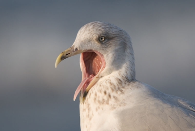 Deze zilvermeeuw liet zich in de bek kijken