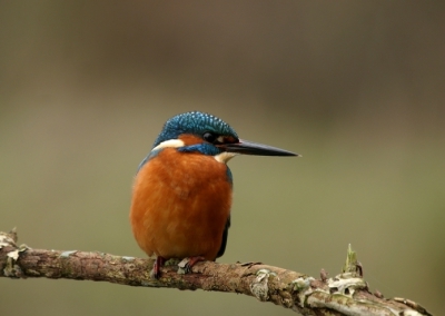 Hier weer een Ijsvogeltje.

Ben nog niet helemaal tevreden.

Maar meer komt aankomende tijd.