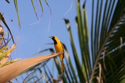 Na intensief kijken op mangoverde denk ik dat het een Hooded Oriole is. Maar ze lijken allemaal op elkaar.....

Heb in PS nog wat gespeeld met crop om het gewicht van de palm wat te reduceren, maar het werd er niet beter van. Vogel zit ook in het midden (helaas) maar de Bij (= prooi) trekt het beeld toch iets naar links.
Een insect verwijderd in de palm, verder origineel.

Eind mei twee weken op huwelijksreis geweest met Bertina naar Playa del Carmen, Mexico. Deze vogel(s) waren vrij algemeen rondom het hotel. Door het weer (35+, vochtig) veel "licht" moeten reizen, waardoor veel van de (vogel) foto's niet optimaal zijn. Dit is een van de betere. 

300d, tamron 28-300mm, AE, 300mm, 1/800, f11