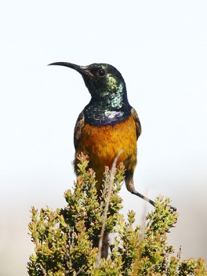 Boven op de tafelberg om een uur of 10:00 was deze Oranjeborsthoningzuiger druk in de weer. Hij was zo vriendelijk om heel even in een struik niet ver van mij vandaan stil te blijven zitten en zowaar te poseren. Ik heb de foto wat moeten croppen omdat ik alleen een 200mm lens bij me had.

Canon EOS 20D | ISO 100 | 1/400 f6.3 | 200 mm