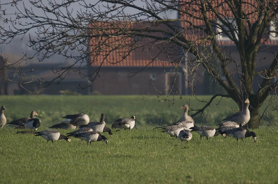 Toen ik de maandopdracht van Hendrik van Kampen zag, moest ik aan dit plaatje denken. Zijn foto is genomen in het noorden van het land, deze in het zuiden.