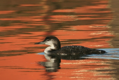 Ijsduiker op het kanaal in Geel ten Aard, Belgi. Hij was zeer makkelijk te benaderen.