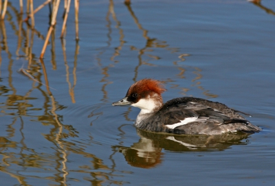 Genomen vanuit de hut bij de lepelaarsplassen,vind zelf de compo met dat riet erbij wel geslaagd.