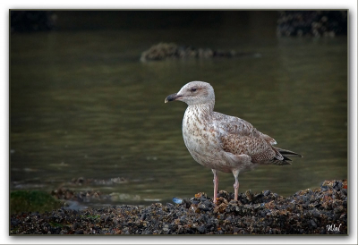 Hier kon ik mijn 100-400mm uittesten. Ik ben wat vogels betreft een groentje en heb reeds mooie foto's van jullie gezien...Dus schiet maar...Ik kan hier veel van leren.
Gr, Wal.