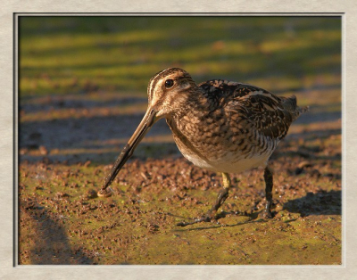 Taken after sitting in  12 inches of water in a hide  for 5 hours in late afternoon sun.