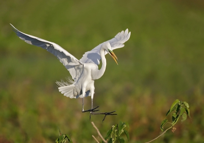 <i class='fa fa-user'></i> VanderGreef | Amerikaanse Grote Zilverreiger  <i class='fa fa-eye'> 527</i>  <i class='fa fa-thumbs-up'> 6</i>   <i class='fa fa-comment-o'> 6</i>