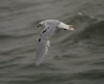 'k zag al die mooie Ross meeuw plaatjes en ik kon het niet laten om er nog eens eentje uit de oude doos te halen. Stoffig, en onder de grote krassen (bedankt Birding World), volgens mij nog gemaakt met een Pentax Z10 + Tokina 400mm 5.6.......