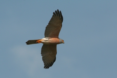 Tijdens een wandeltocht in de Sin Saloum - delta vloog deze Shikra boven onze hoofden. Prachtige vogel !
