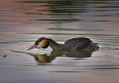 Een van de eerste foto's met mijn 100-400mm.