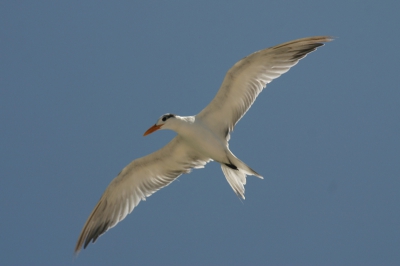 Voor het hotel lag een klein (kunstmatig) rifje, waar koningssterns en pelikanen veel vuldig kwamen vissen. Desondanks bleek het moeilijk deze razend snelle vogels goed op de plaat te zetten.

Ivm verkeerde plaats in foto (onderaan) een ietsje gecropt.

300D, tamron 28-300 @ 154mm, 1/500, f10, -2/3stop, 100 iso