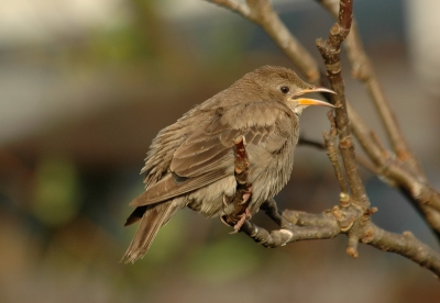 Vandaag was een mooie dag om met een aparte vogel te beginnen.Zat prachtig in het zonnetje op me te wachten.