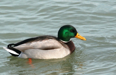 Eindelijk weer eens zon.
Deze woerd zwom vrolijk met zijn soortgenoten door de ijzermonding.

Welliswaar een 'makkelijke vogel' maar een prima studieobject voor een 'trainende fotograaf'