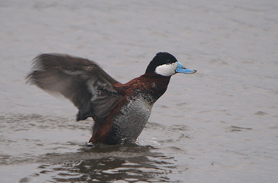 Ondanks het slechte licht van vandaag
was ik blij met al wat we te zien kregen op de plas.
Deze rosse stekelstaart wapperde met zijn vleugels
ons even een succesvol birdpix 2007 toe.