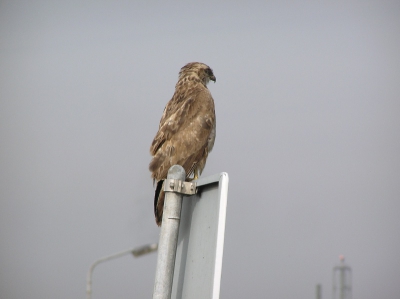 zat uit te rusten, dus mooi te fotograferen vanuit de auto