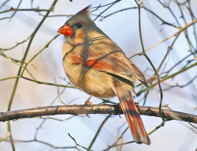 Canon 100 - 400mm L @400mm 1/80 f7 ISO100 handheld